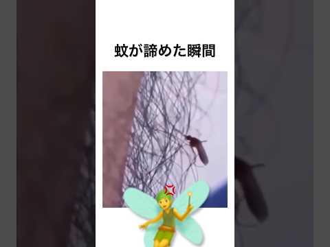 蚊が諦めた瞬間