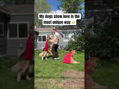 Do my dogs love me? #dogsofyoutube