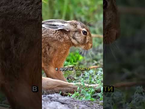 Заяц