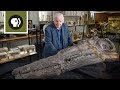Temnodontosaurus Characteristics and Discoveries