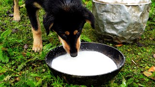 Himalayan sheep herder shepherd likes sheep milk curd || shepherd life of Nepal ||
