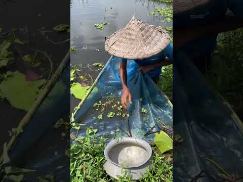 Amazing village Fishing - traditional village Fishing- Fishing with beautifu nature