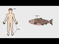 Aquatic Animals and Their Adaptations