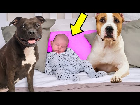 Savage Pit Bulls Surround Sleeping Baby, When Parents Find Out Why, They Call The Cops But...