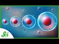 Stem Cells and the Great Green Wall