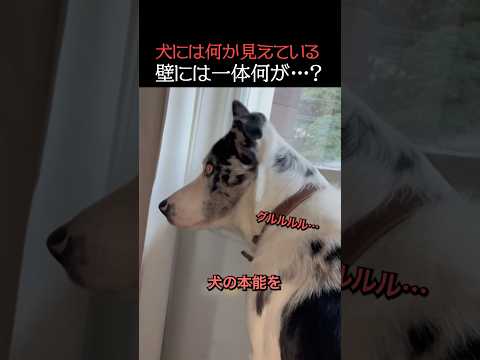 犬には見えている