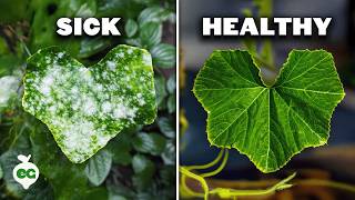 The Weird Powdery Mildew Fix That Actually Works