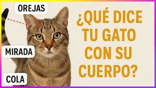 Descubre Qué Te Dice Tu Gato Con La Cola, Orejas y Mirada