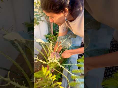എന്തൊക്കെ നിറത്തിലുള്ള കോളിഫ്ളവറാ #vegetablegarden #homegarden #farming #homegarden  #naturelovers