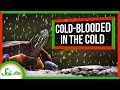 Survival Strategies of Frozen Animals