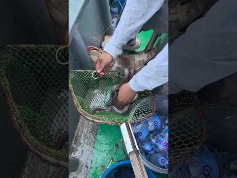 Mancing Pake Umpan Gurita Hidup #short #mancing #fishing #mancingmania #kerapumonster #fishing