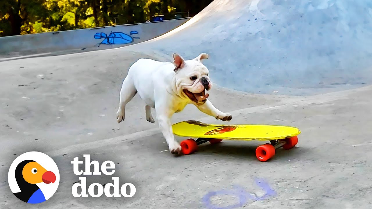 Bulldog Brothers EAT SLEEP AND BREATHE Skateboarding - The Dodo