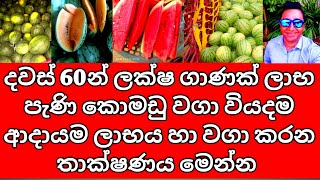 Komadu wagawa in Sri Lanka | කොමඩු වගාව ශ්‍රී ලංකාවේ – වියදම, ලාභය සහ වගා ක්‍රම | Komadu cultivation