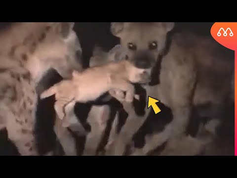 FOI ISSO QUE AS HIENAS FIZERAM QUANDO ENCONTRARAM O FILHOTE DE LEÃO SOZINHO