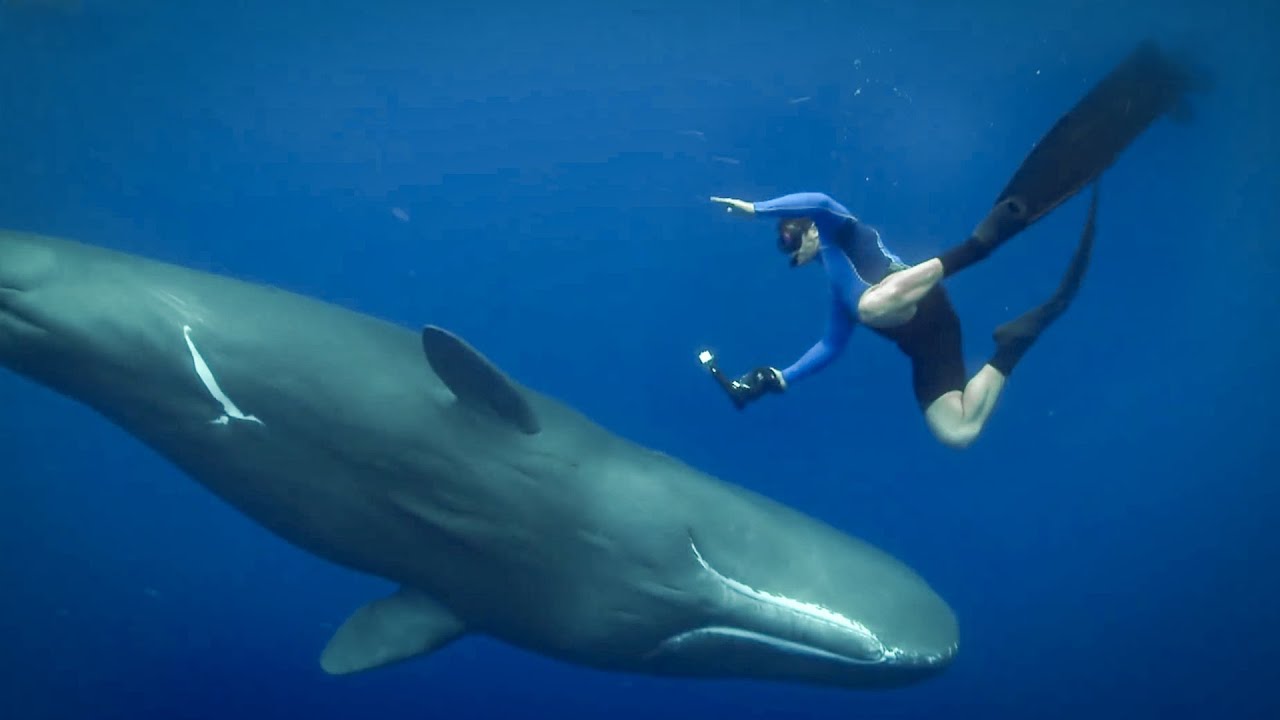 Feeling The Force of Sperm Whales Ultrasound Super Giant Animals BBC