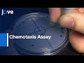 Chemotaxis Assay Techniques and Analysis