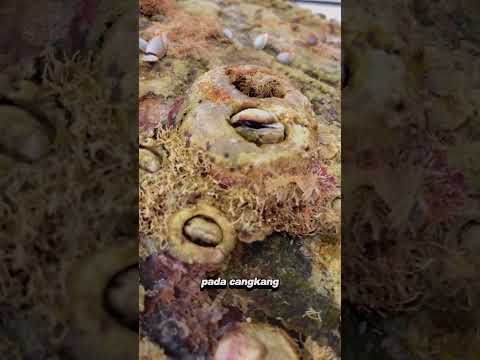 Barnacles: Penumpang Tak Diundang di Lautan #youtubeshorts #shorts #short