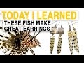Understanding the Invasive Lionfish