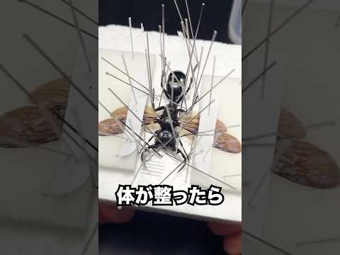 メガララ・ガルーダの標本