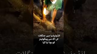 Pangolins rescued from wildfires in Indonesia - BBC URDU