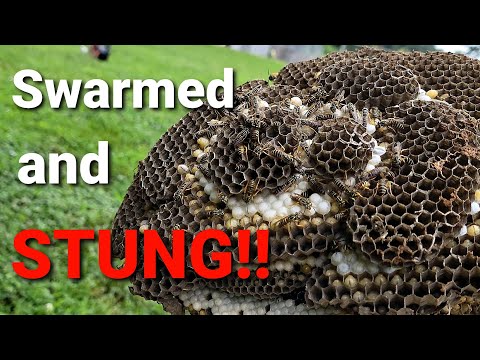 CRAZY Yellow Jacket Ground Nest! | Swarmed and STUNG! | Wasp Nest Removal