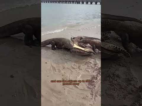 Amazing facts about the komodo dragons that most don't know in 60 secs part.2