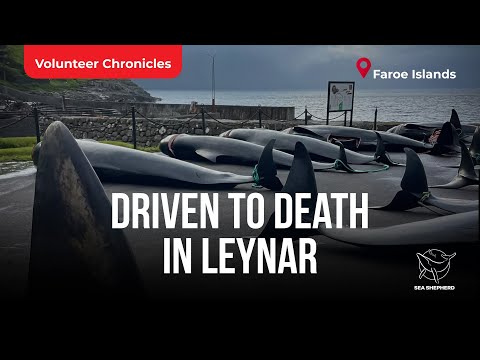246 Pilot Whales Killed in Faroe Islands Grind