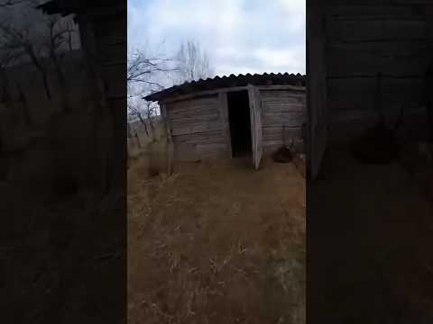 Bear Charges Out of Shed — But Two Alabai Save the Man | Real Life Rescue