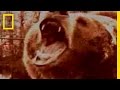 Surviving in Bear Country