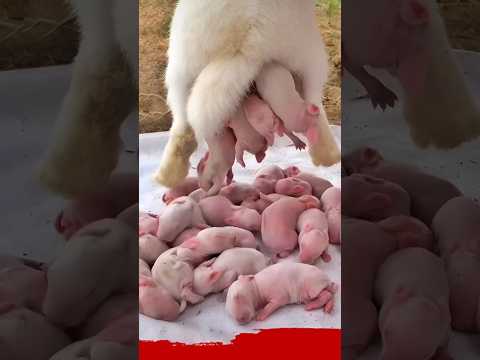 Rabbit growth | Cute Baby Rabbit 1 To 15 Days #pets #animals
