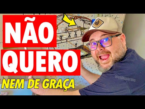 5 TIPOS DE PAPA-CAPIM QUE VOCÊ DEVE TOMAR CUIDADO!⚠️