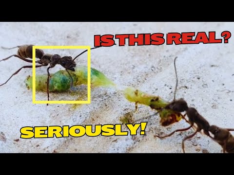 When Friends Become Enemies! Incredible Lives of Ants