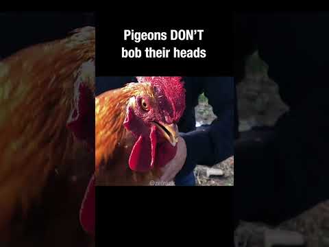 Pigeons DON'T bob their heads #pigeon #truefacts #shorts