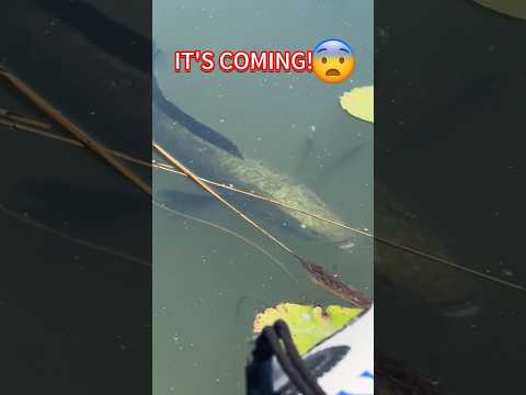 A massive fish #fishing #bigfish #bassfishing #seaknight