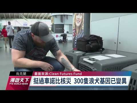 車諾比核災37年 團隊研究300隻浪犬基因變異｜20230319 全球現場漫遊天下 - YouTube(2分23秒)