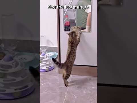 Cat and Mirror😺🤣🤣#PetTok #FunnyPets #Cat #catlover #petfyp #foryou #funny #funnyvideos #usa