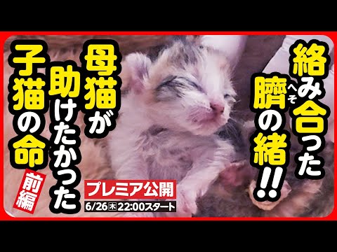 【子猫 保護】へその緒が絡まり、そのままでは消えていたかもしれない小さな命...必死に繋ぎます【前編】