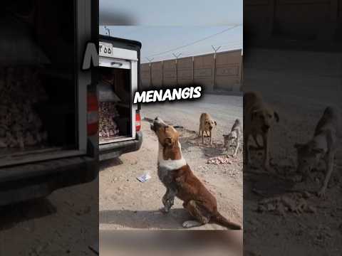 Reaksi Anjing Ini Sangat Mengejutkan
