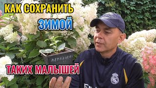 Вот как возраст саженцев гортензии влияет на выбор способа хранения зимой 🌸 #gardening