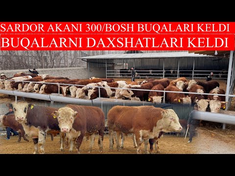 SARDOR AKANI 300/BOSH BUQALARI KELDI BUQALARNI DAXSHATLARI KELDI SHOSHILING KAMDAN KAM KELADI