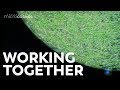 Colonial Organisms and Their Functions