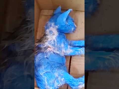 Quanta sofferenza per questo gattino 😭
