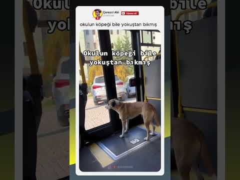 okulun köpeği bile yokuştan bıkmış