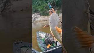 essa e a pepita de ouro do rio anauá #fishing #amazonia #god #pirarara #pescaria