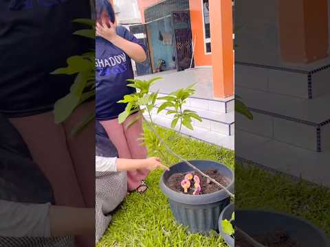 TANAM PERMEN JELLY JADI BANYAK