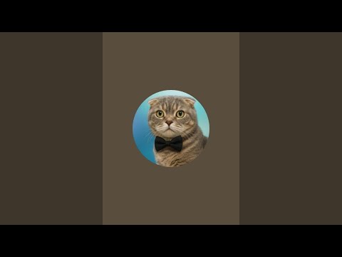 TRAFİKTE IRKCILIGA UĞRADIM AMERİKA DA .