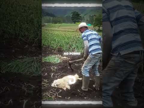 Ele enterrou seu cachorro por causa disso ❤