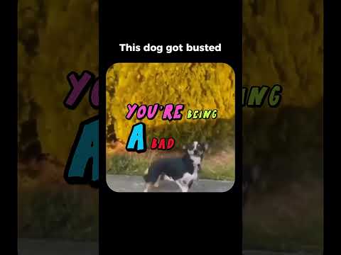 Bro was living his life ๐
