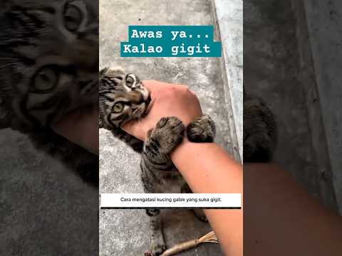 Jinakkan kucing galak #cat #kucinggalak #catcute