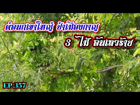 3ไม้อันเลวร้ายกับการต่อนกเขาใหญ่ป่าเมืองกาญEP.357